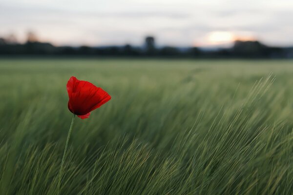 Rote Blume im Feld