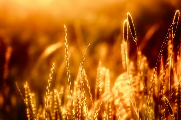 Ährchen bei Sonnenuntergang. Gras unter den Strahlen der untergehenden Sonne