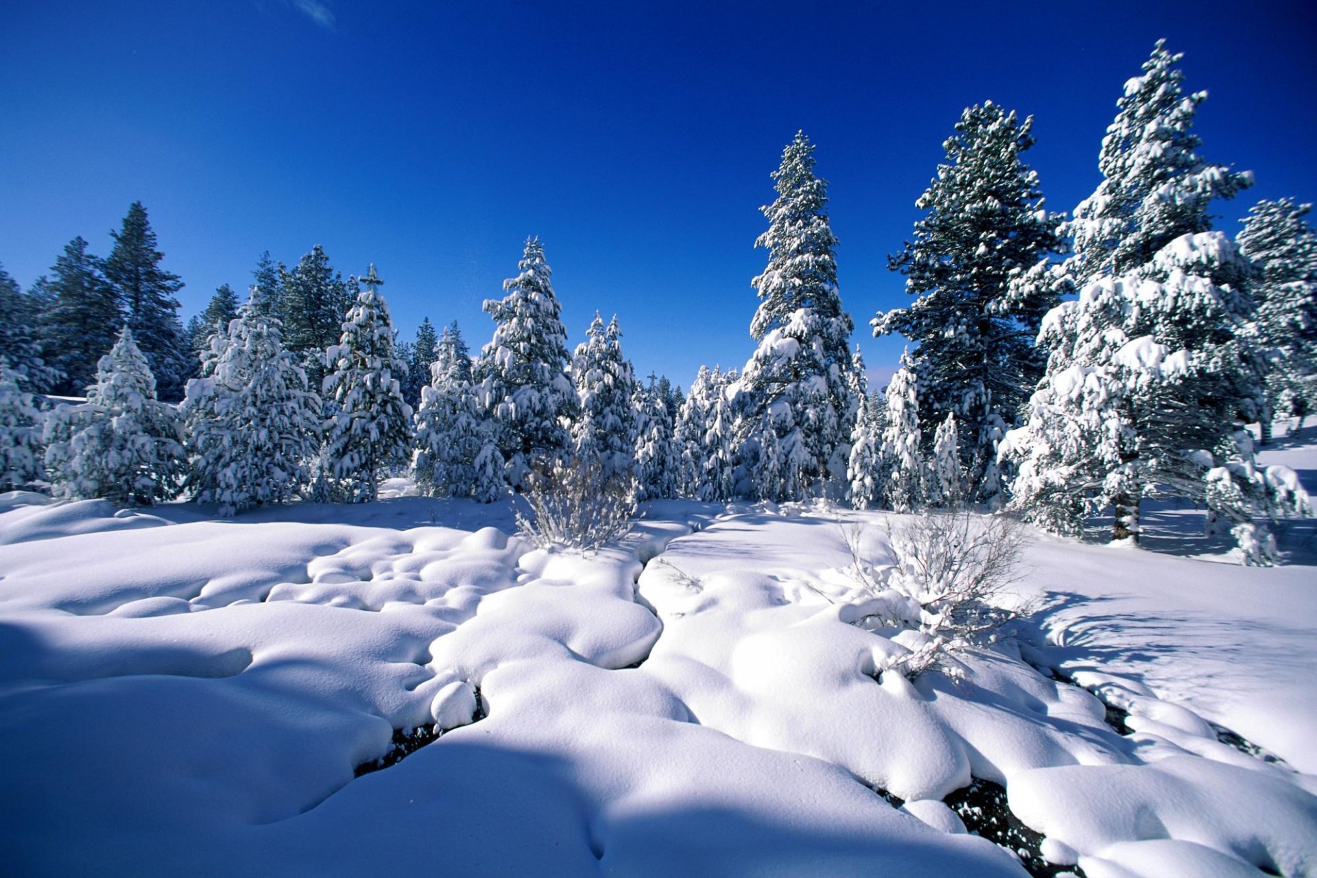 winter schnee bäume kiefern fichte