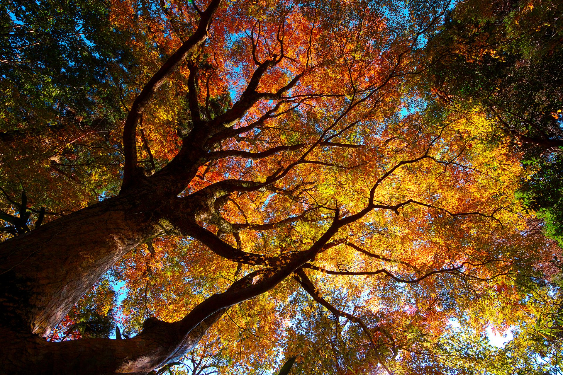 natur bäume kronen laub herbst