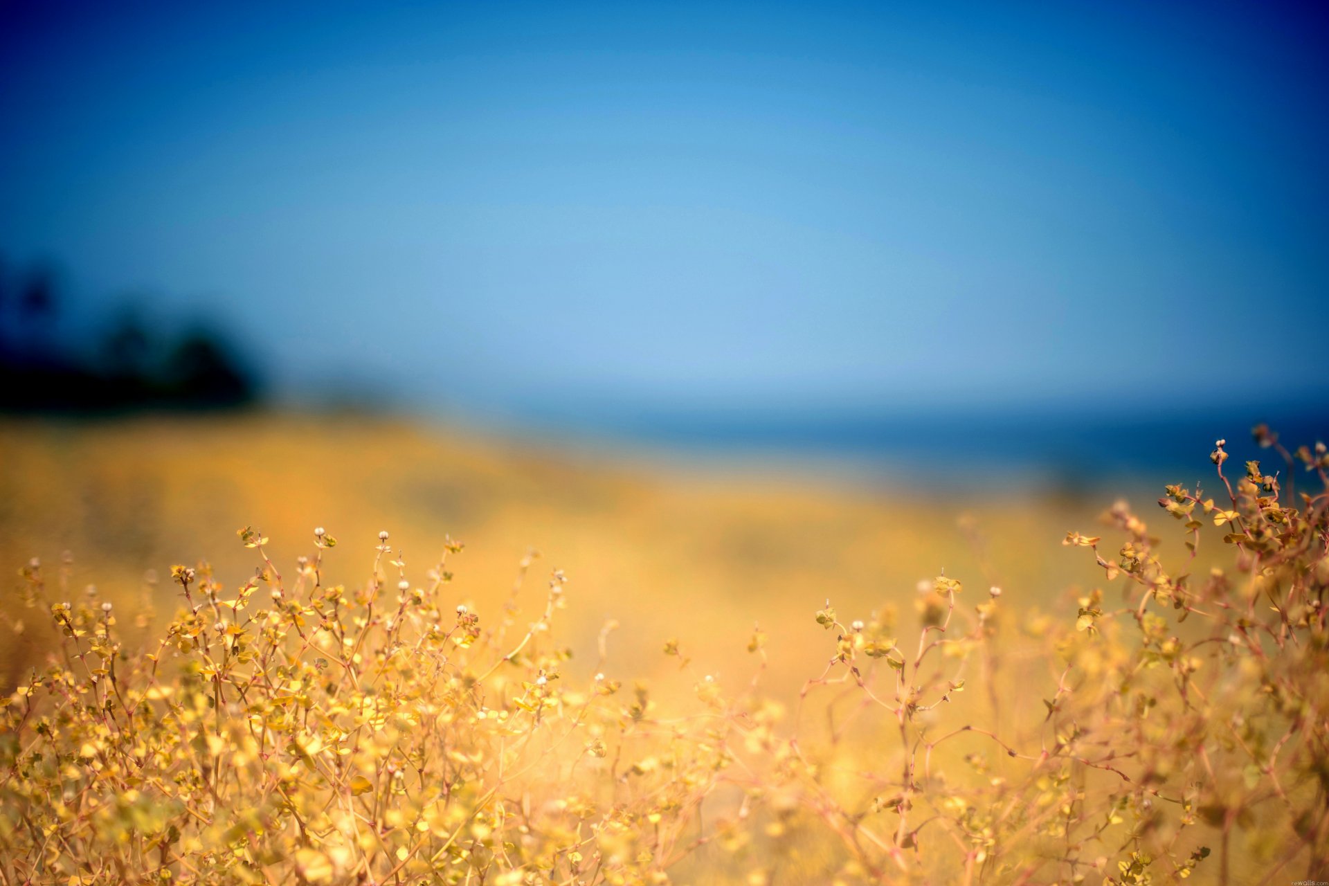 himmel natur feld pflanze