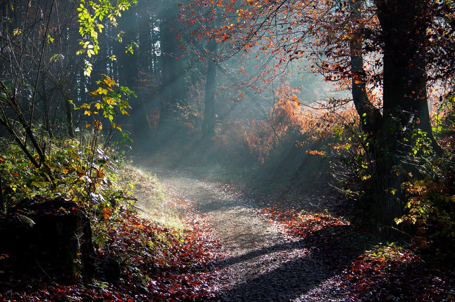 natur herbst bäume morgen licht strahlen