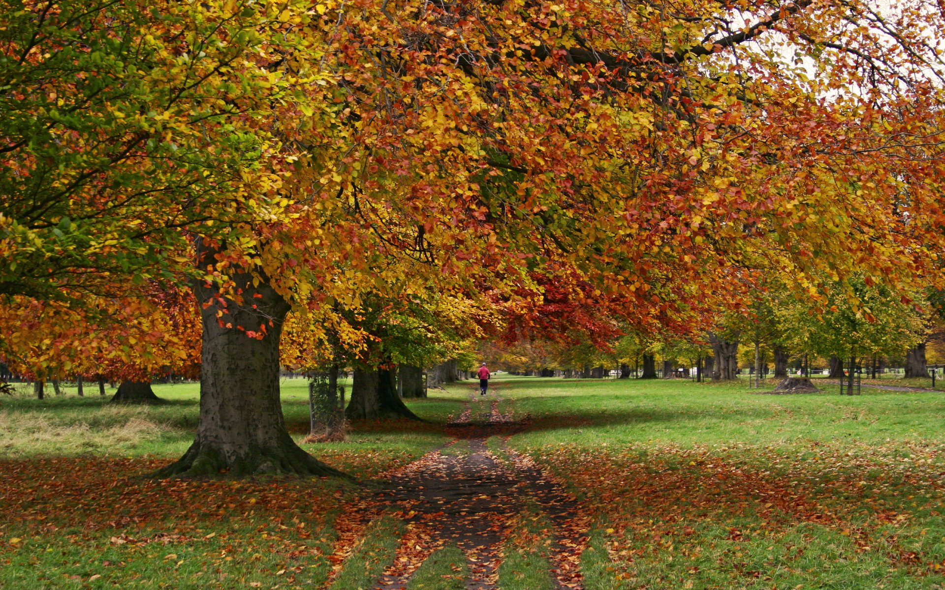 park herbst bäume