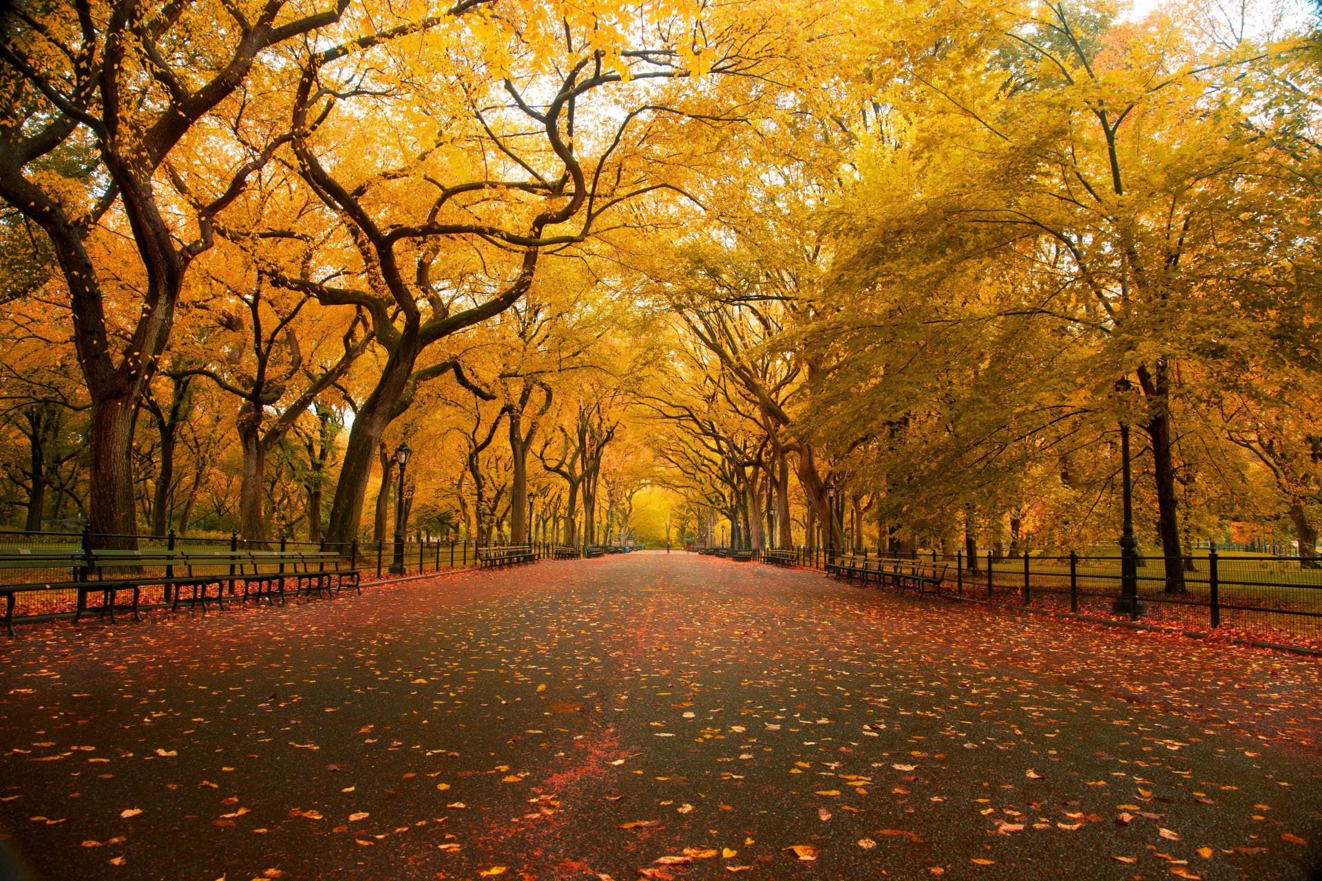 natur herbst park
