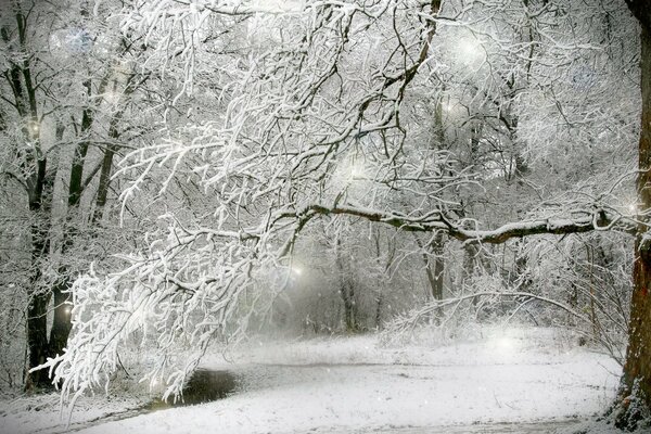 Bäume unter Schnee im Winterwald