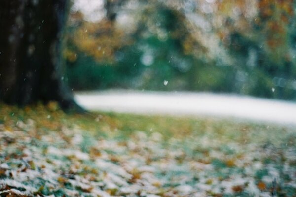 Verschwommenes, kaltes, herbstliches Laub