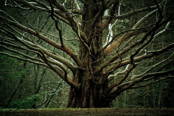 Ein großer Baum mit weitläufigen Zweigen
