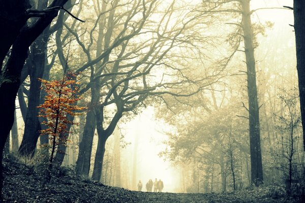Nebliger Morgen im Herbst im Wald
