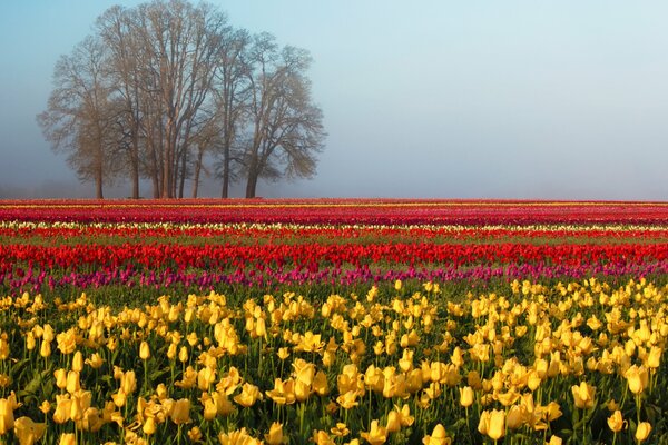 Frühling , ein Feld von bunten Tulpen