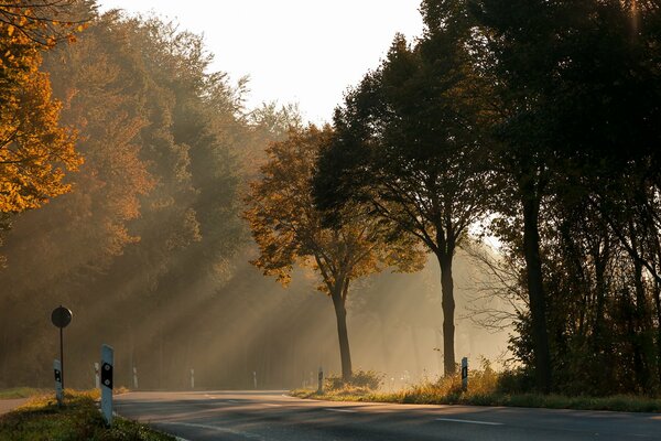 Sonnenlicht durch die Herbstbäume entlang der Straße