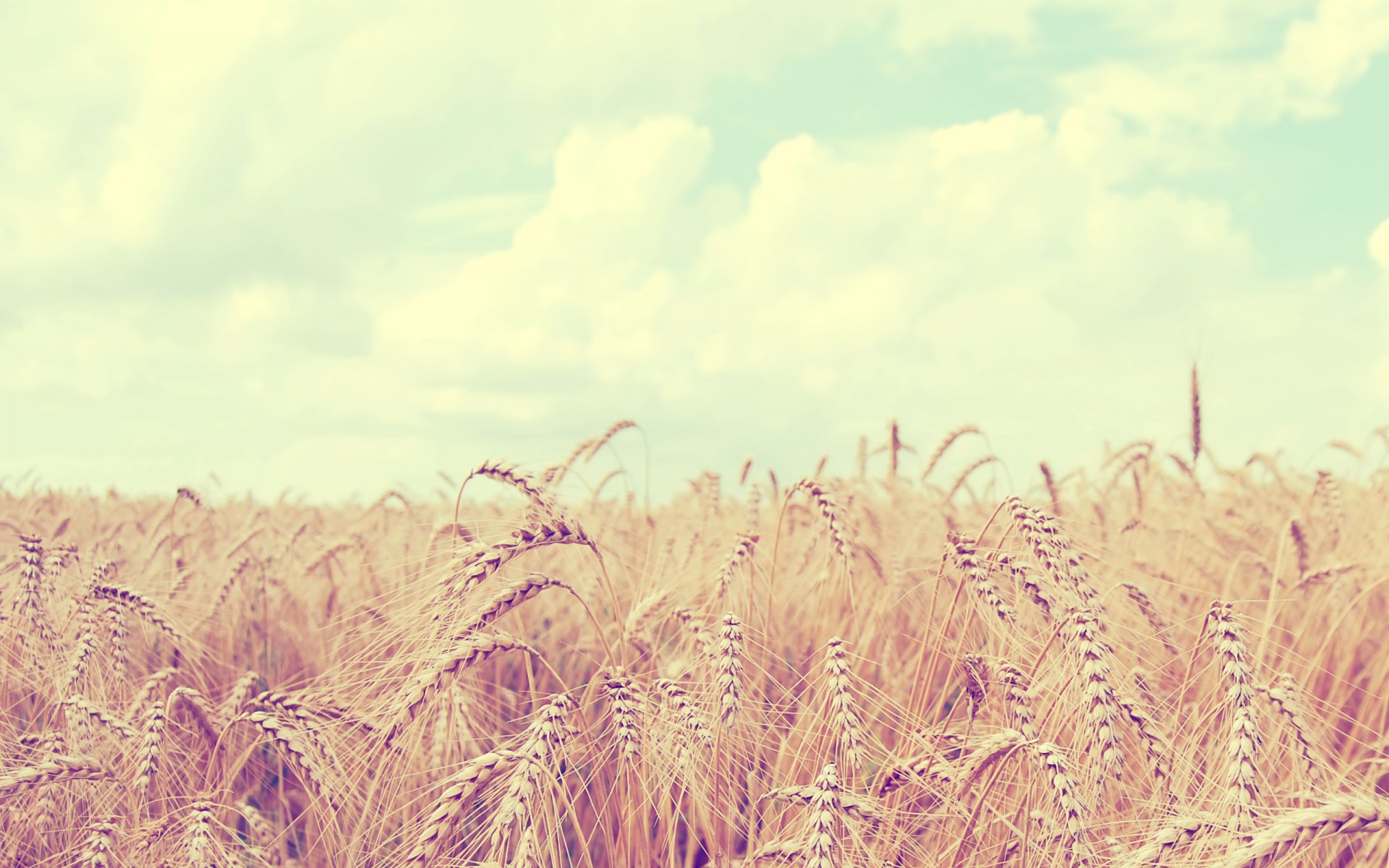 natur landschaft feld weizen ähren himmel wolken dornen 2560x1600