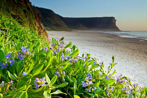 STRAND AM MEER MIT KLEINEN VEILCHENBLUMEN