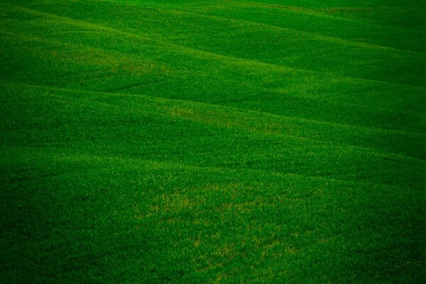 Grünes Gras auf einem riesigen Feld