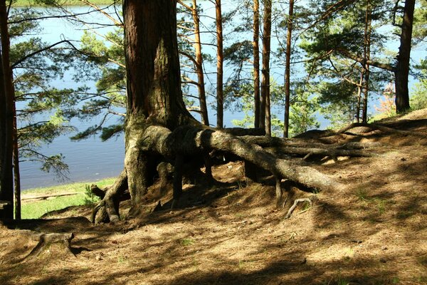 Große Baumwurzeln im Kiefernwald
