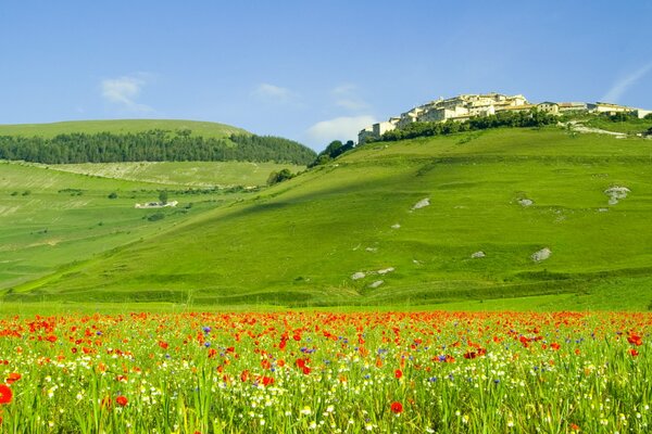 Grüne Hügel und Felder Italiens mit Mohnblumen