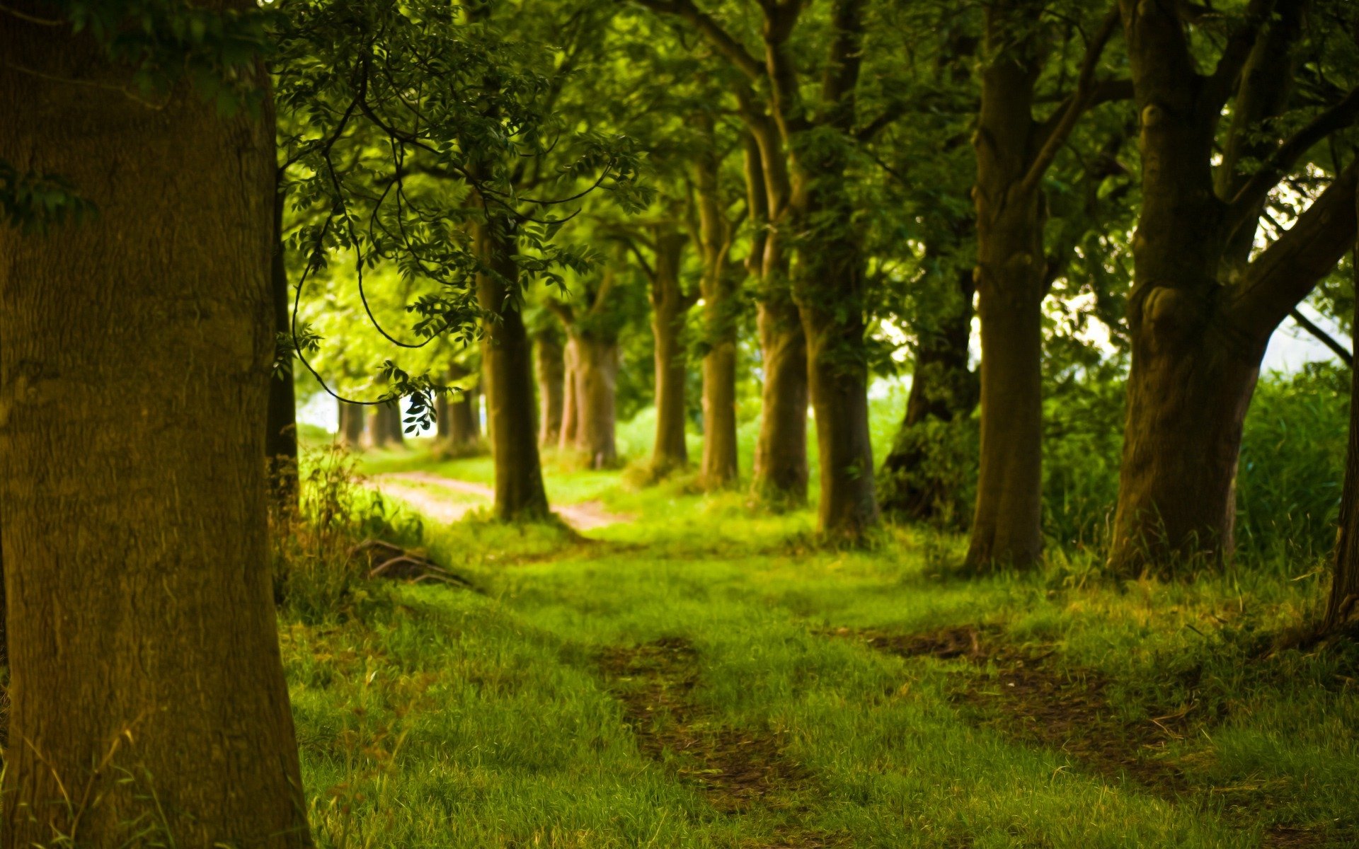 wald gehweg bäume stamm natur