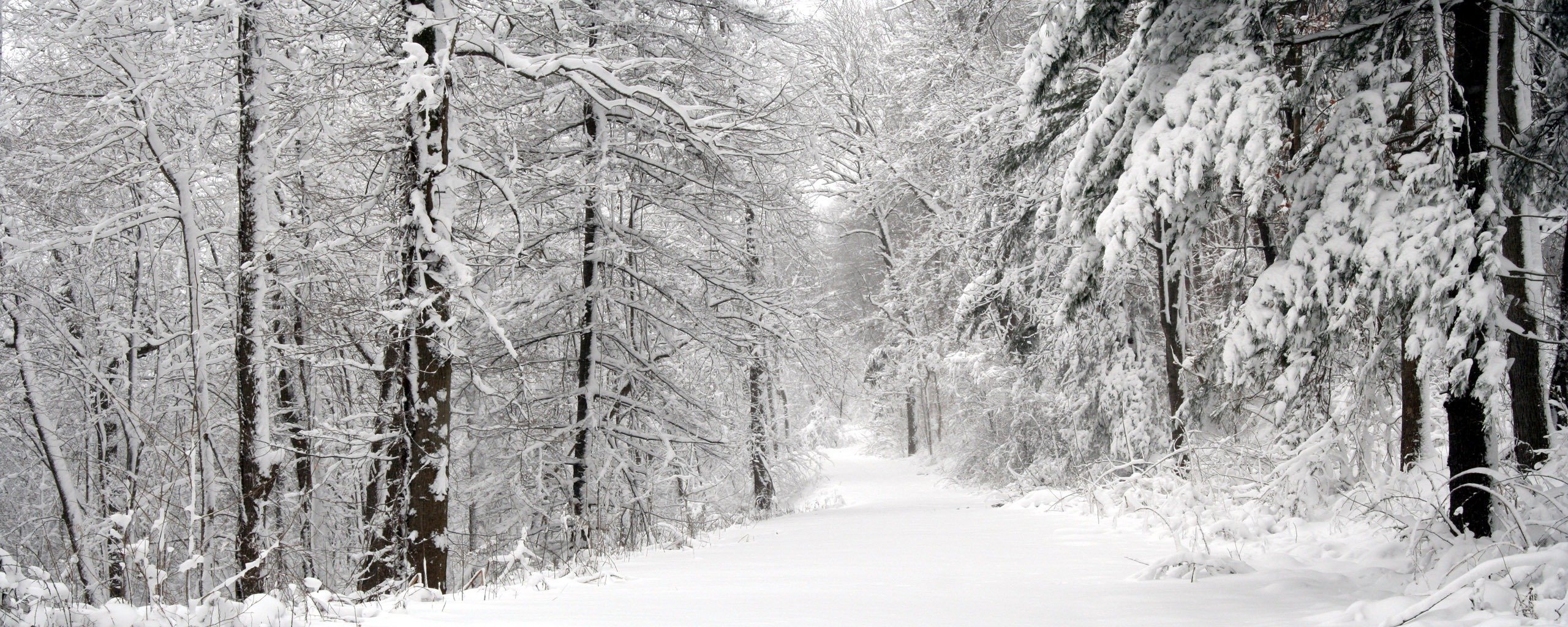 bäume schnee straße