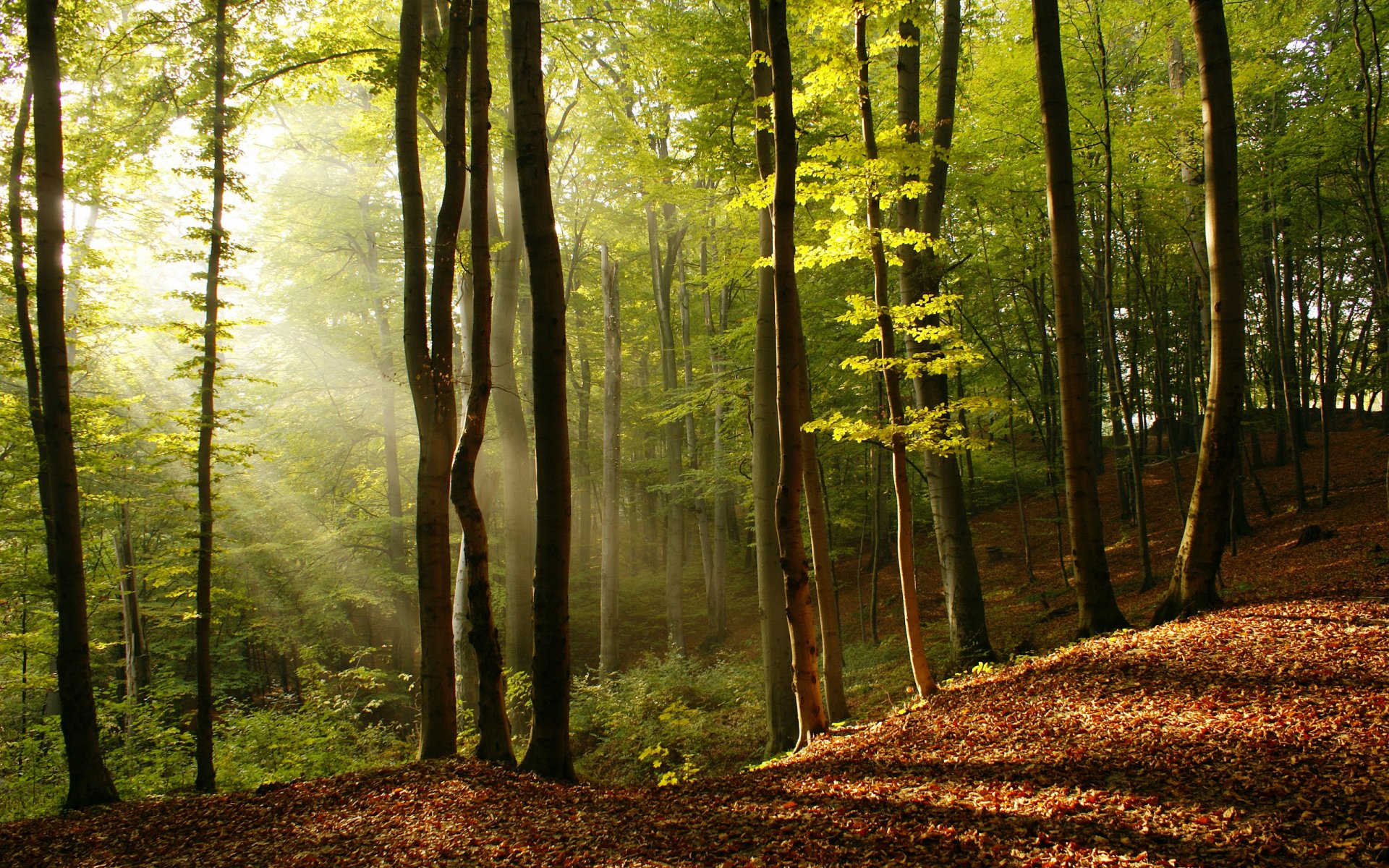 natur bäume sonnenstrahlen licht baum blätter schönheit