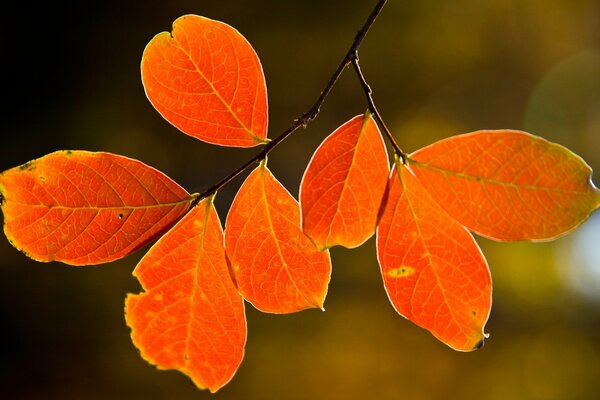 Herbstblatt, das vom Baum hängt