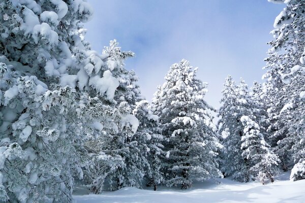 Der Wald ist unter einer dicken Schneeschicht begraben