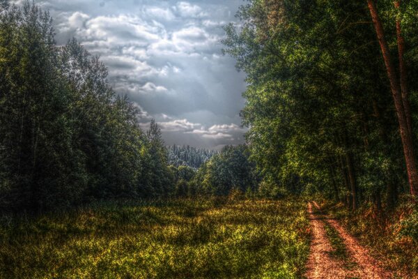 Waldweg in die Ferne