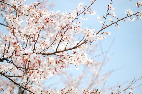 Zweige einer blühenden weißen Sakura