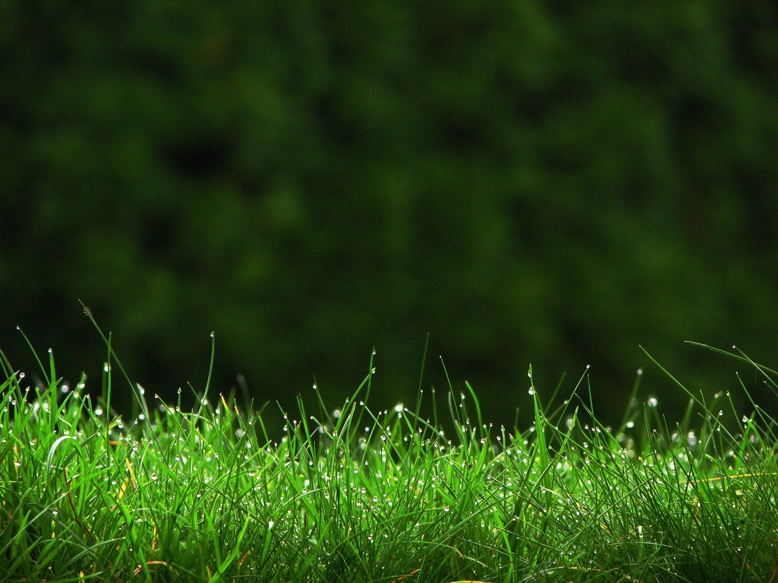 gras tau tropfen makro grüns