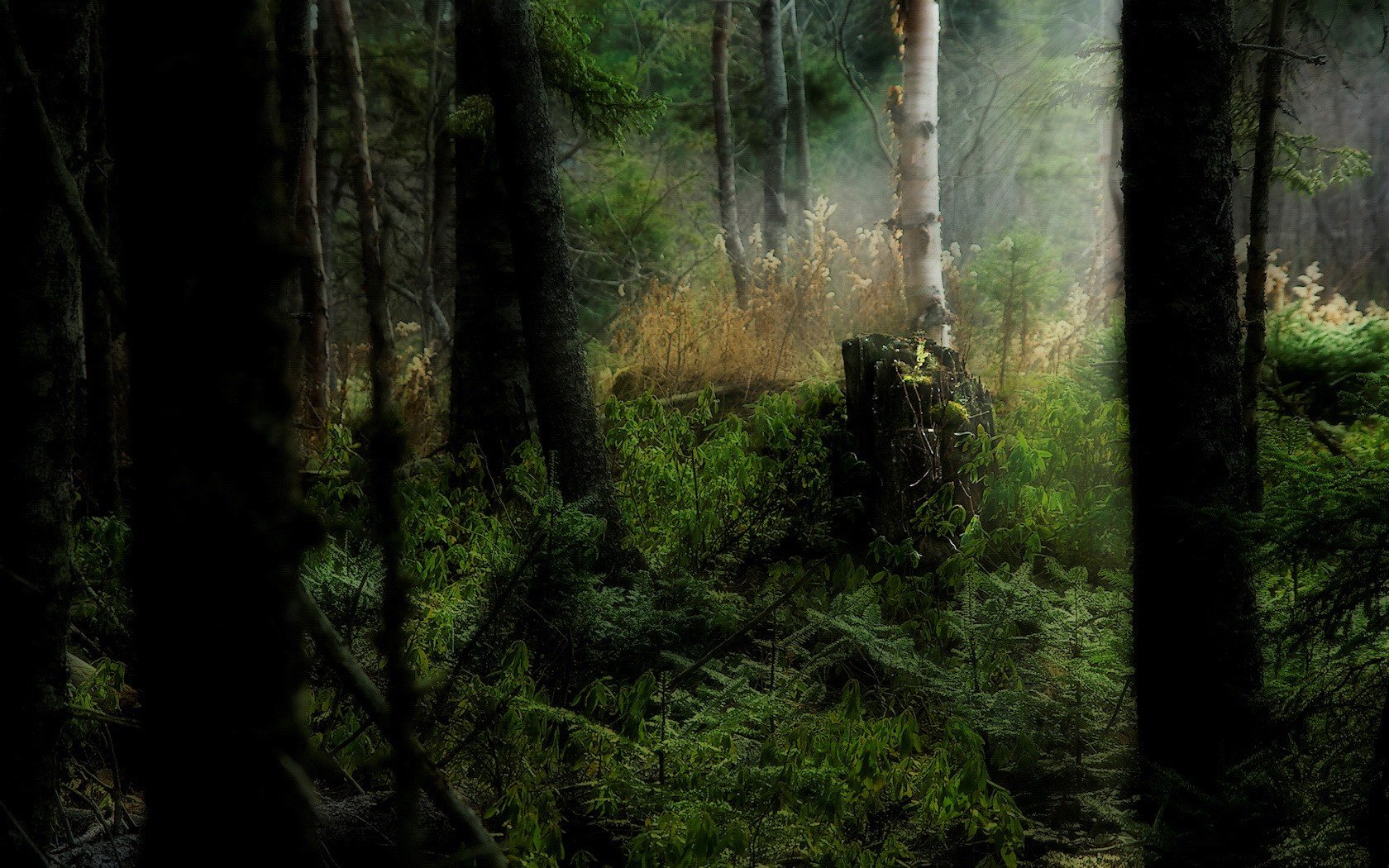 wald gras