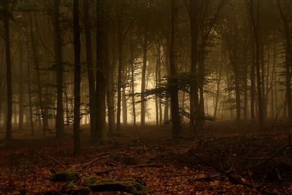 Nebliger Wald, Blätter und Moos