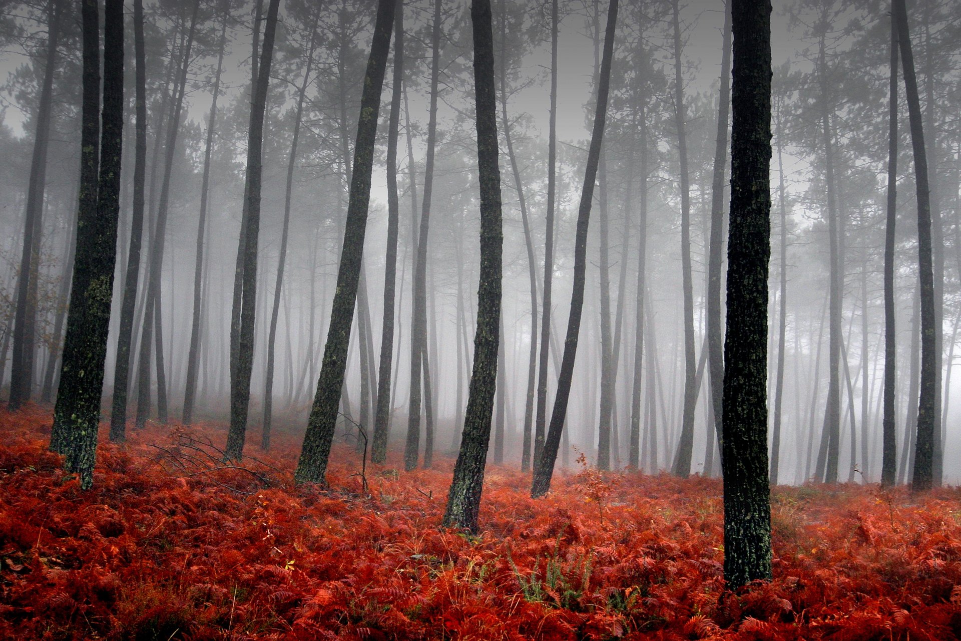 nebel bäume rot gras