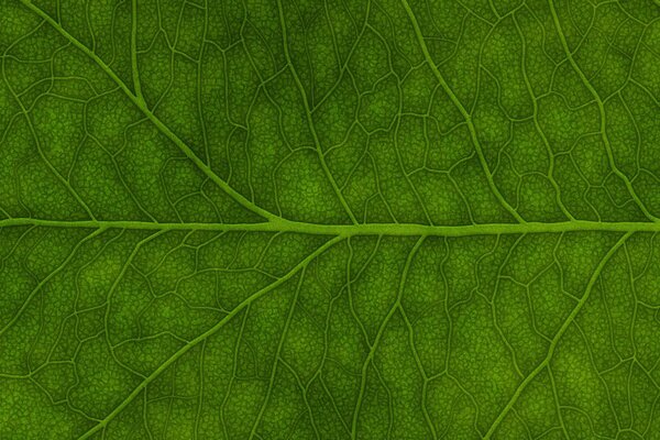 Grünes Blatt Hintergrund Nahaufnahme