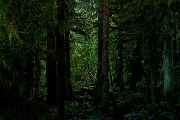 Bäume im Wald sind auf der Nordseite häufiger mit Moos bedeckt