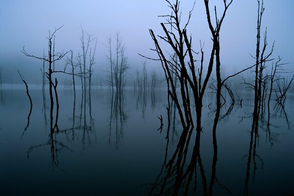Bäume werden in der Dämmerung im Wasser reflektiert