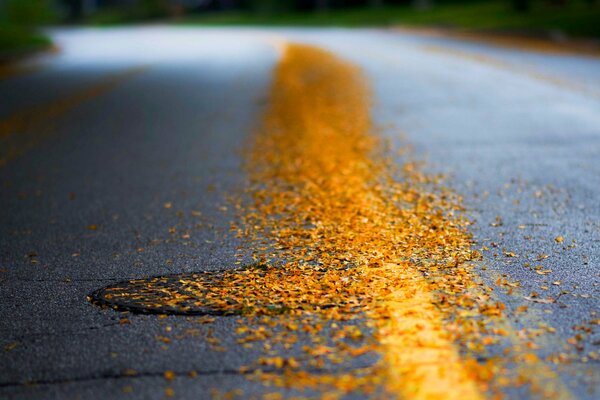 Nasser Asphalt mit gelben Blättern