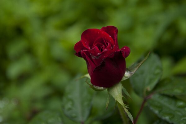 Makrofoto der Knospe einer Burgunderrose