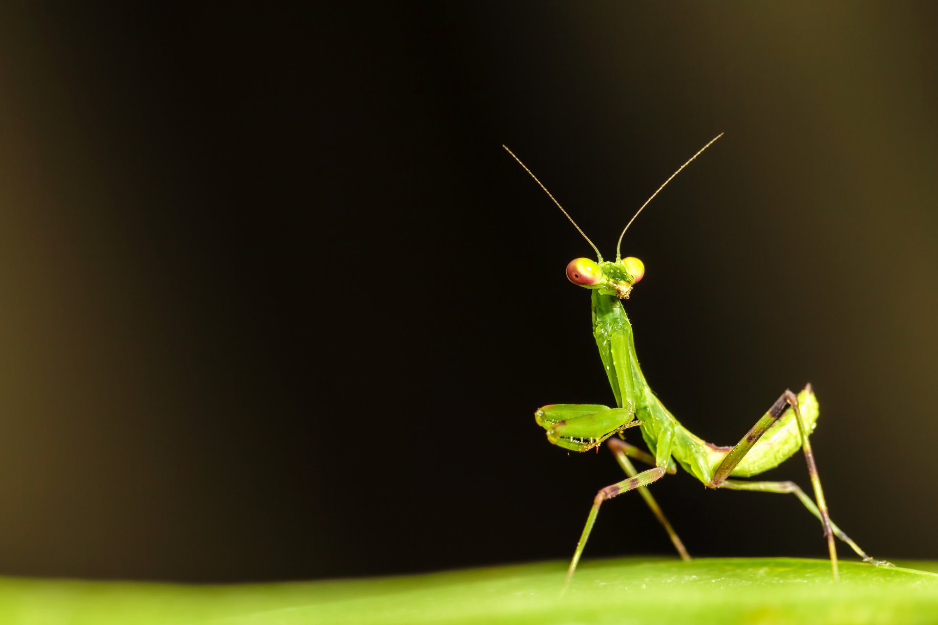 mantis insekt grün blatt oberfläche ranken