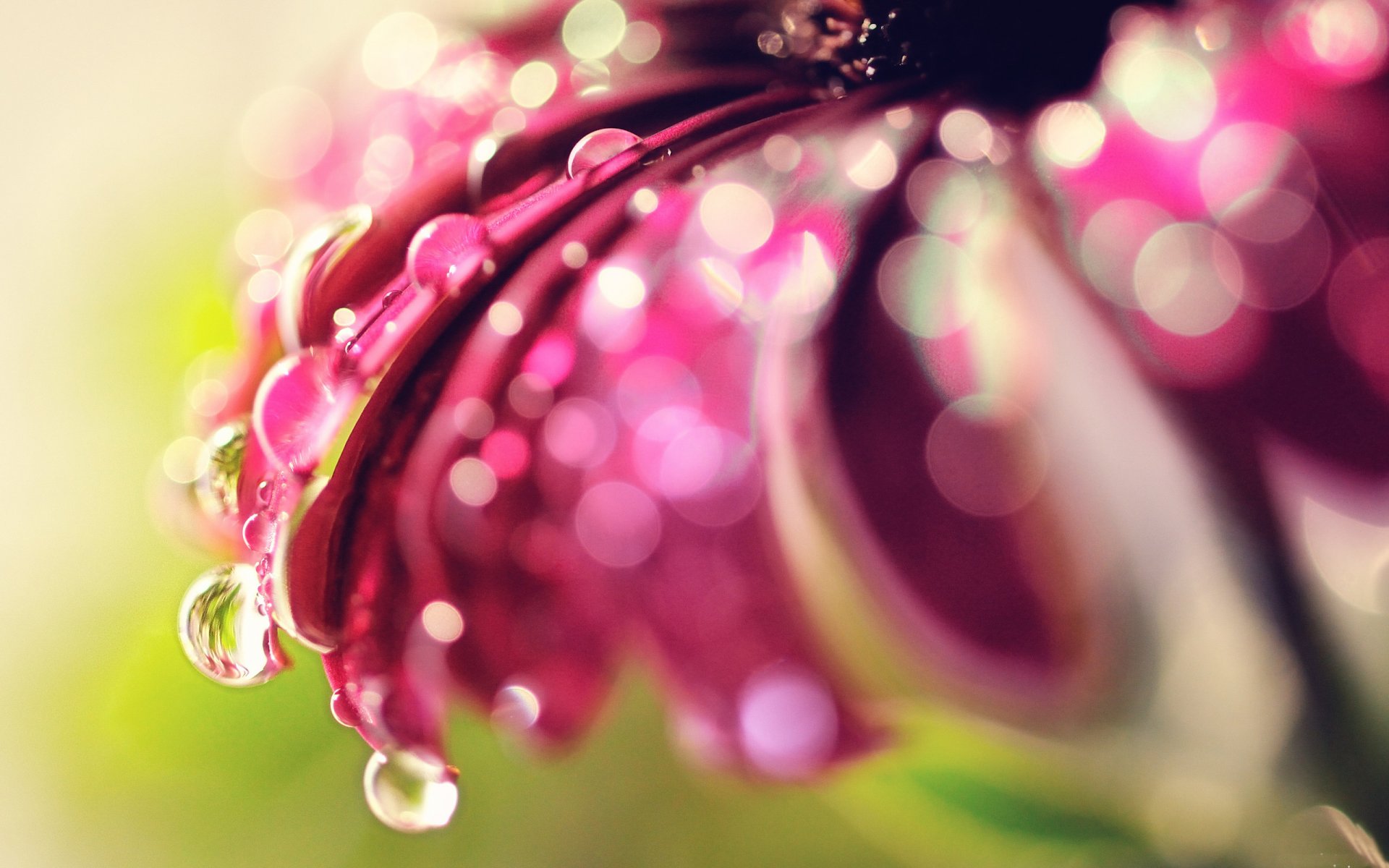blume blütenblätter tropfen wasser tau