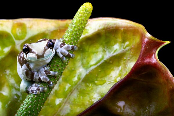 Ein kleiner Frosch sitzt auf einer Blume