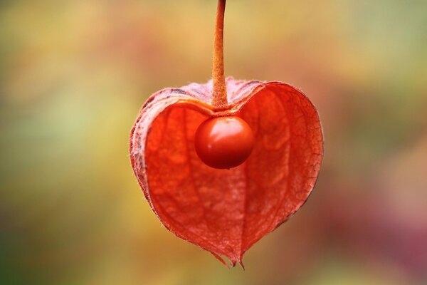 Rote Physalis in Makroaufnahmen