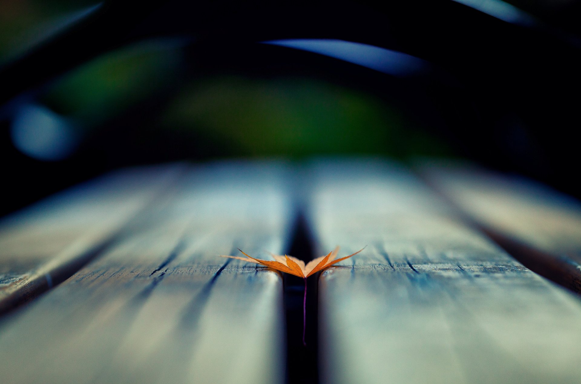 makro blatt blatt baum unschärfe hintergrund tapete widescreen vollbild widescreen widescreen