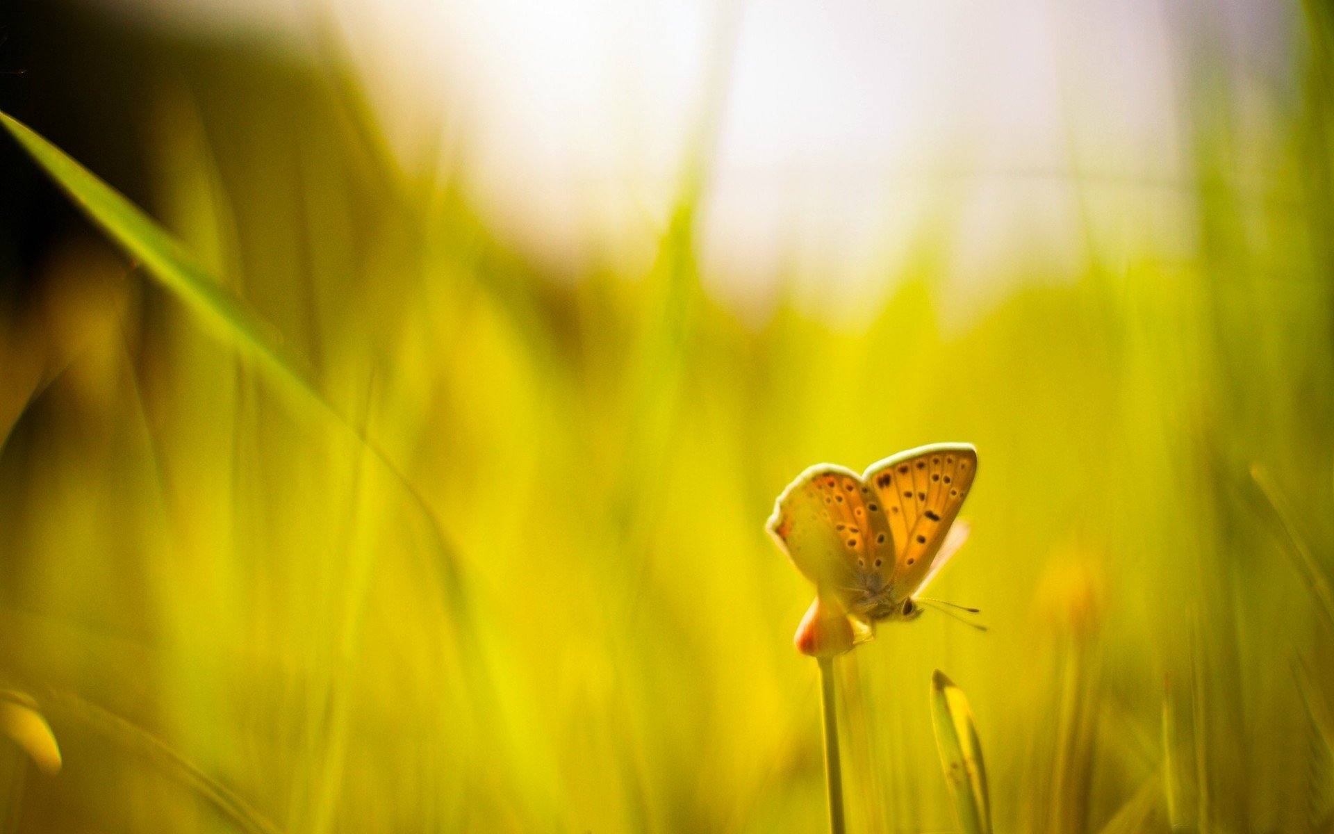 makro grün gras schmetterling unschärfe sonniger tag sonne hintergrund makro tapete widescreen vollbild widescreen widescreen
