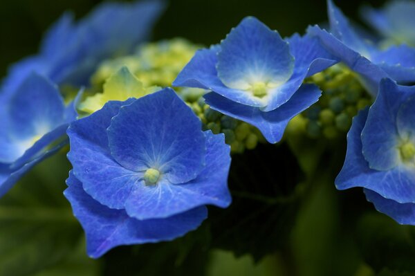 Blaue Hortensie des Blütenstands des Busches
