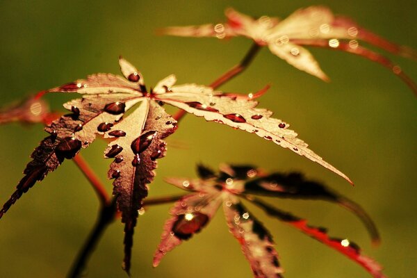 Widescreen Wallpaper Makro-Blatt mit Tautropfen