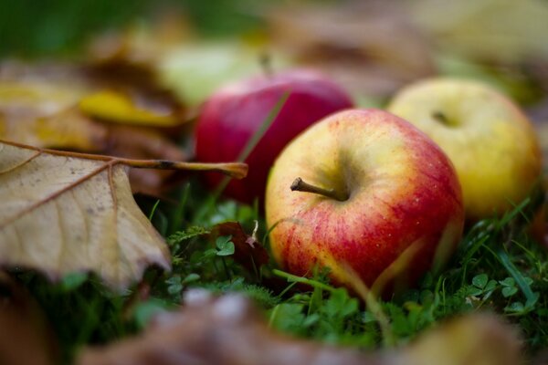 Reife Äpfel in Herbstblättern auf dem Gras