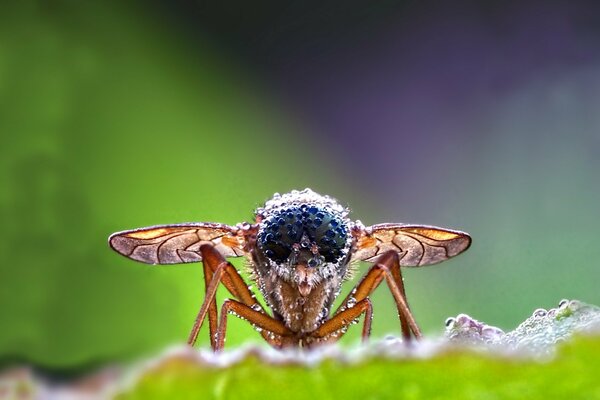 Fliege in Tautropfen auf verschwommenem Hintergrund. Makrofotografie