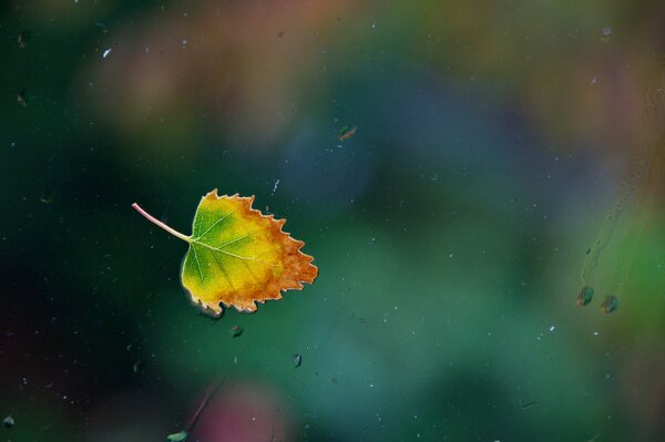 Der Herbst ist gekommen. Blatt vor dem Fenster und Regen