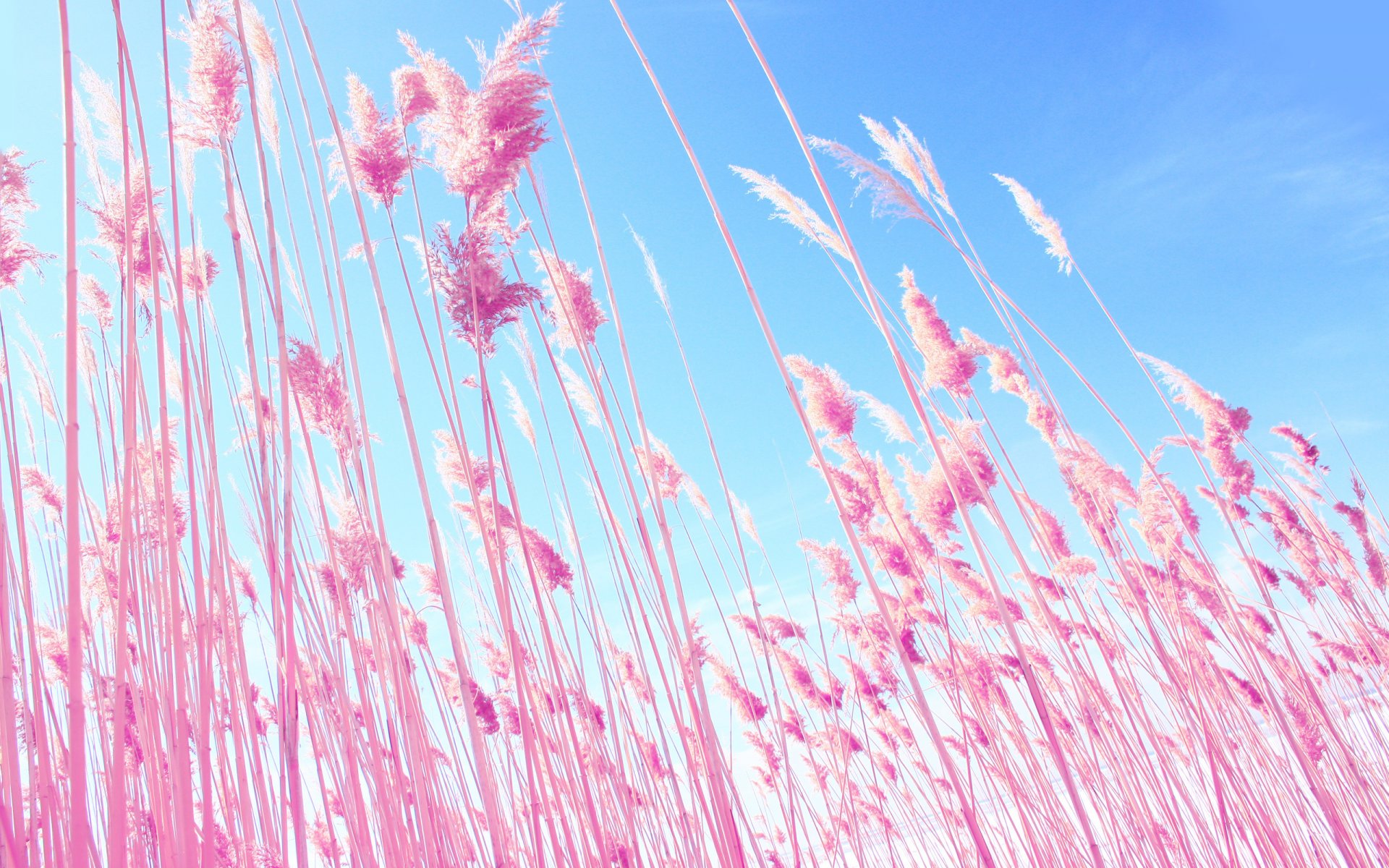 natur pflanze rosa ohren ährchen blau himmel blau rosa