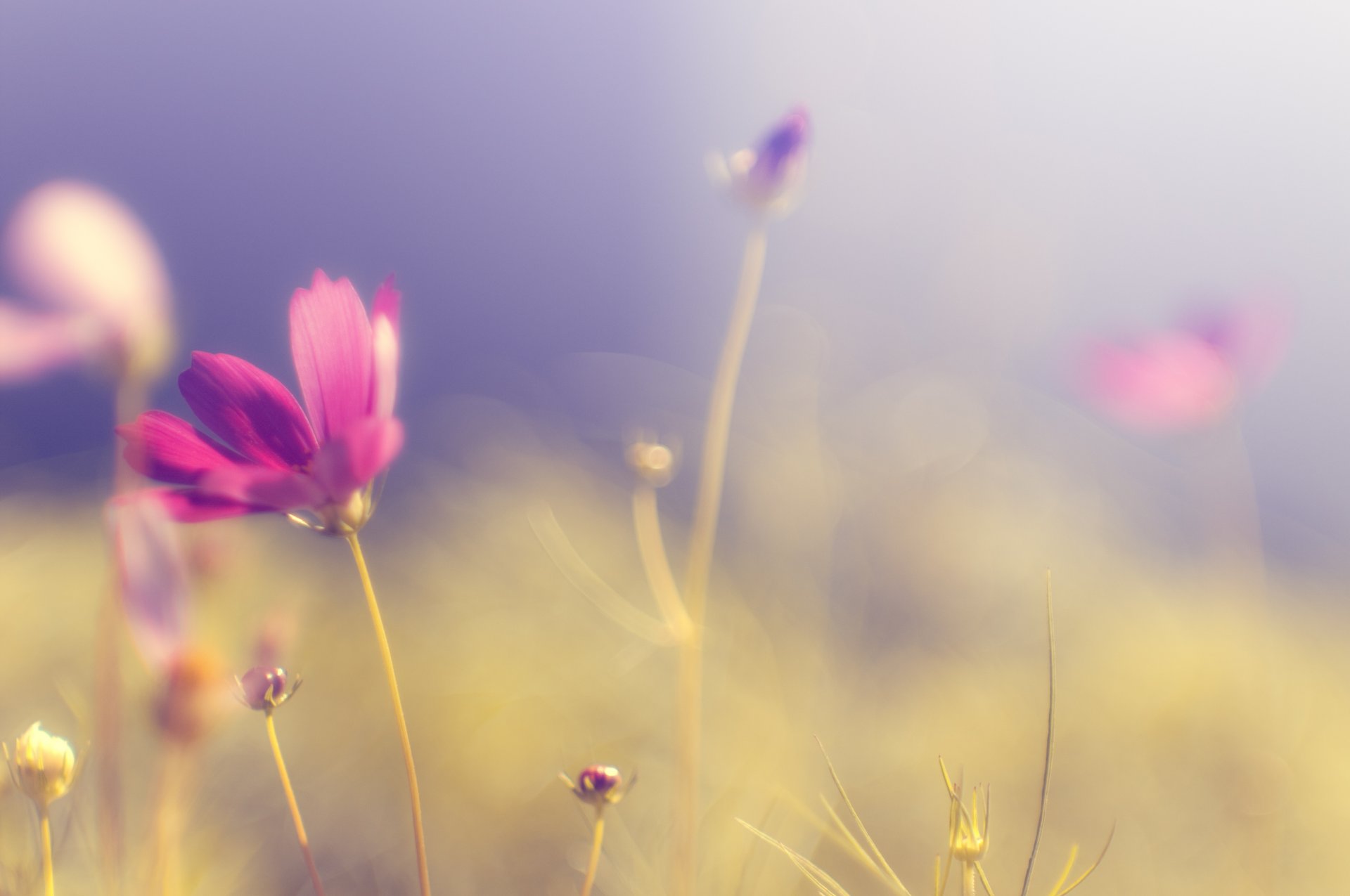 kosmea blume rosa hell blütenblätter stamm gras pflanzen lichtung feld farben himmel licht sonne wärme unschärfe zärtlichkeit makro