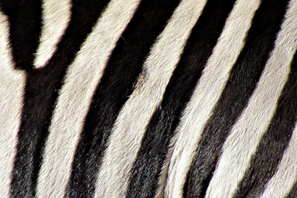 Schwarz weiß Zebra Streifen