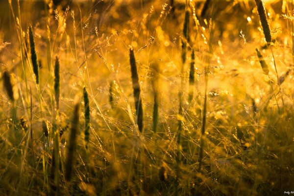 Gras Sonnenuntergang Sonne Natur